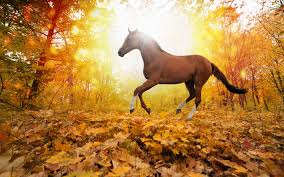 Biegnący koń wśród liści